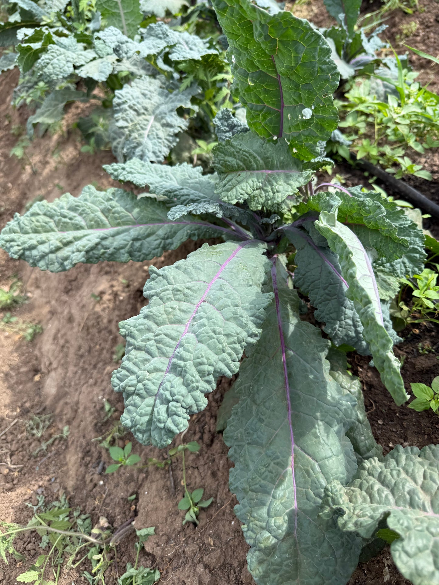 Kale Dazzling Blue 24 ct