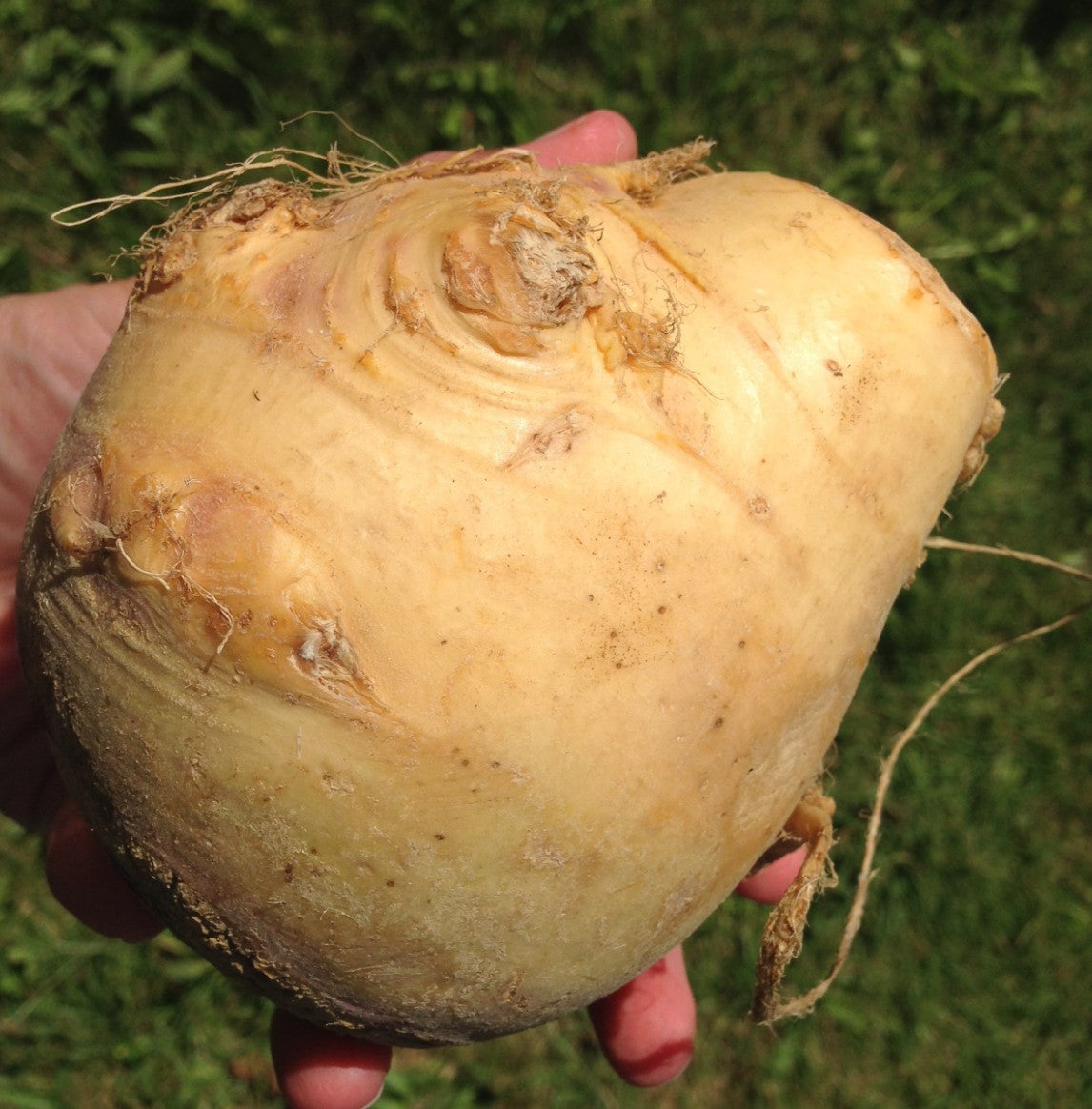 Rutabaga 27 lb