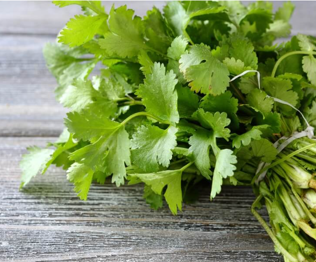 Cilantro 30 Count Organic