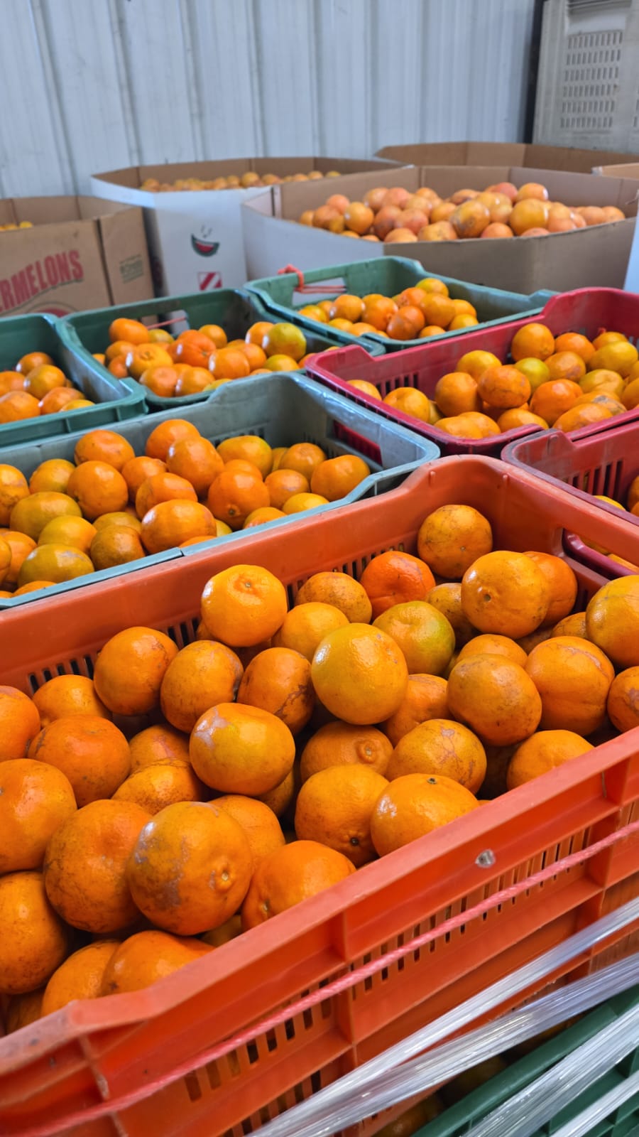 Tangerine 110-120 Count