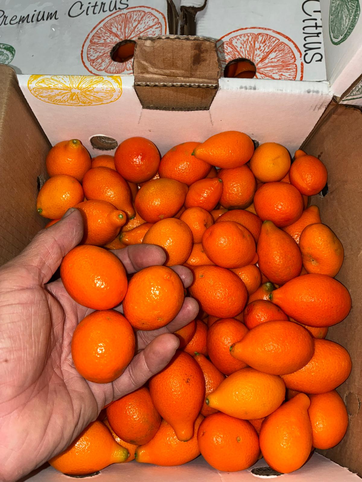 Mandarinquats