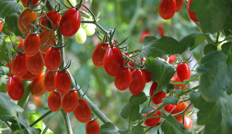 Grape Tomato 12 Pints