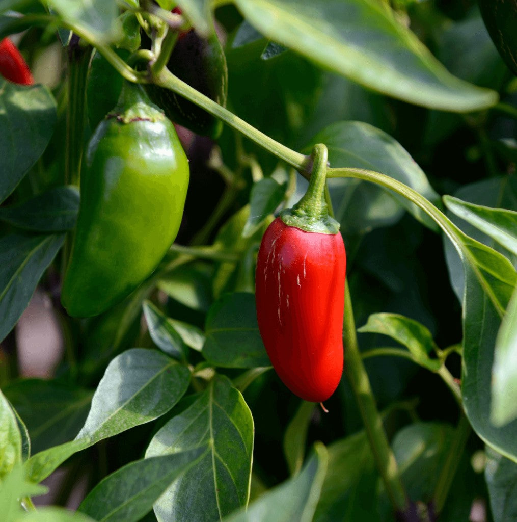 Jalapeño