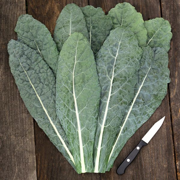 Lacinato Kale 24 Count Organic