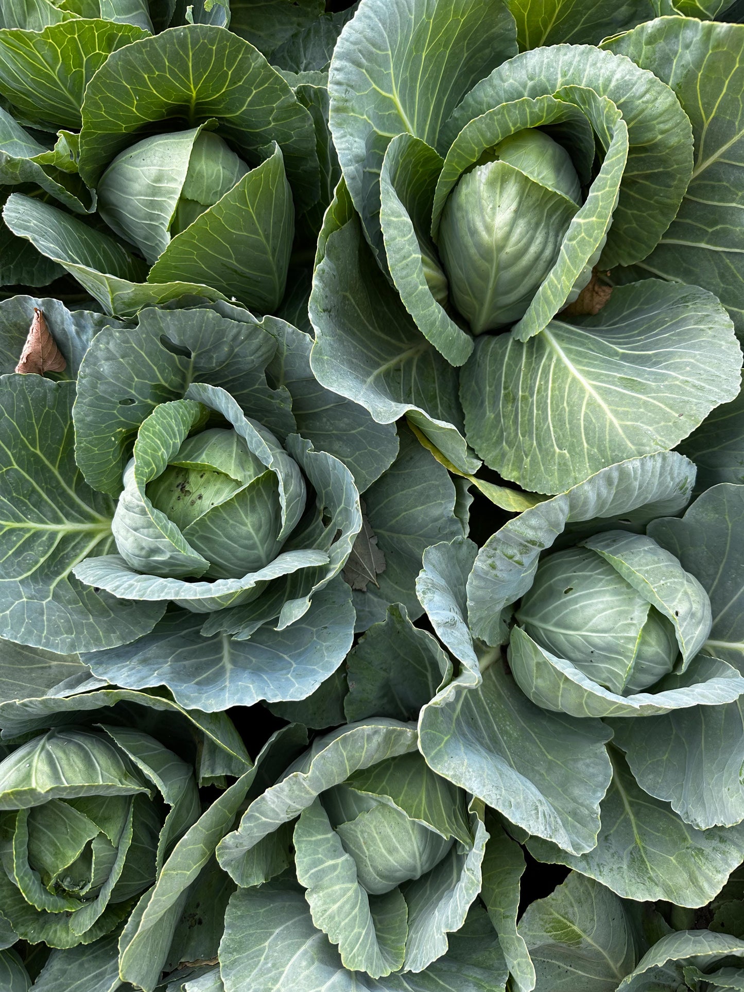 Green Cabbage Organic 50 LB Case