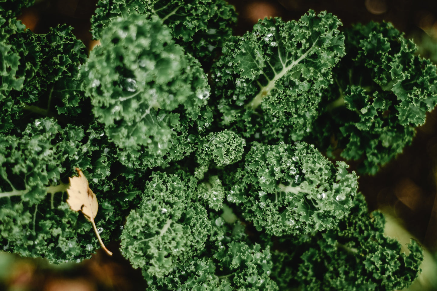 Kale Single Bunch