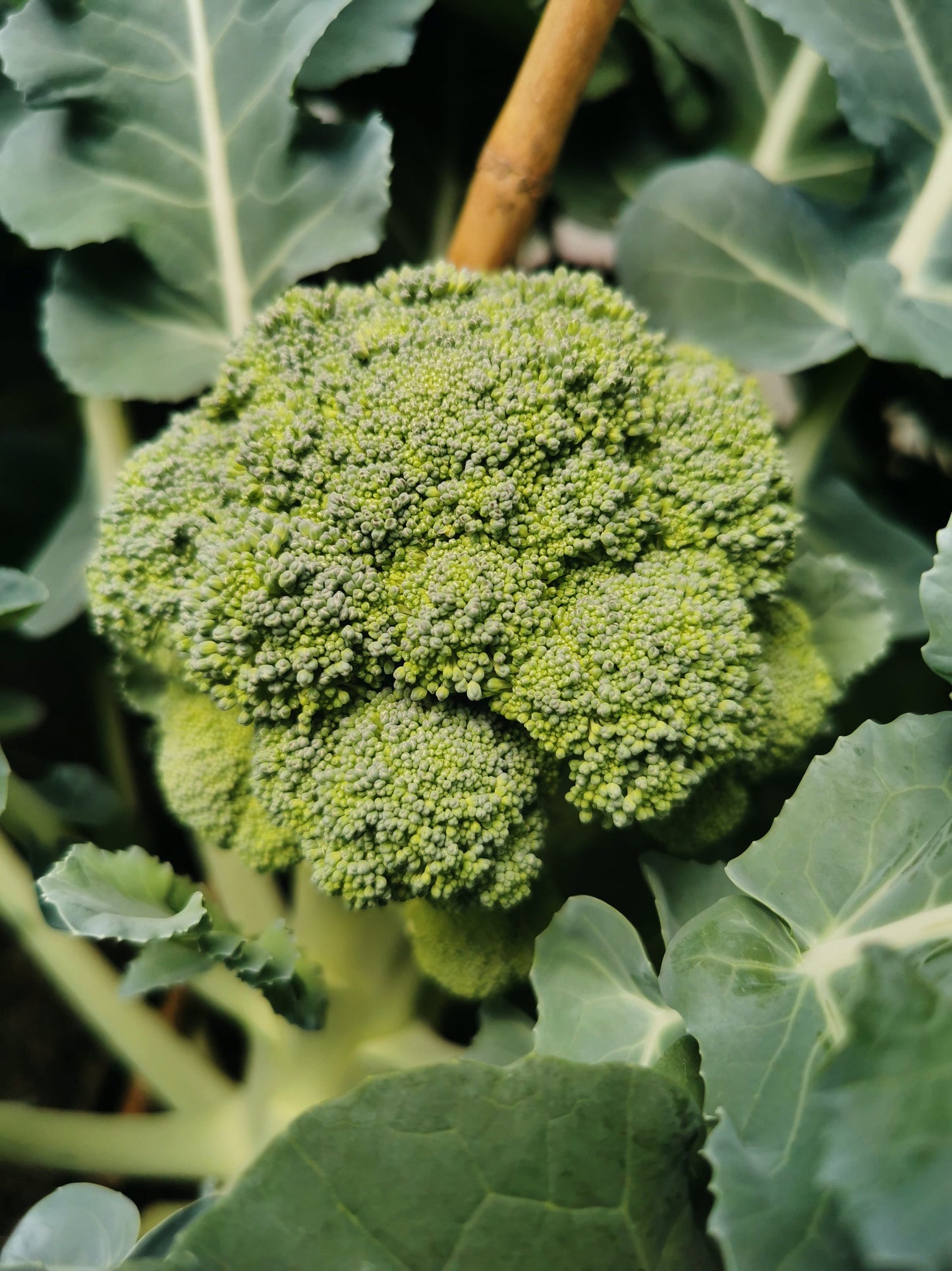 Broccoli 14 Count Organic