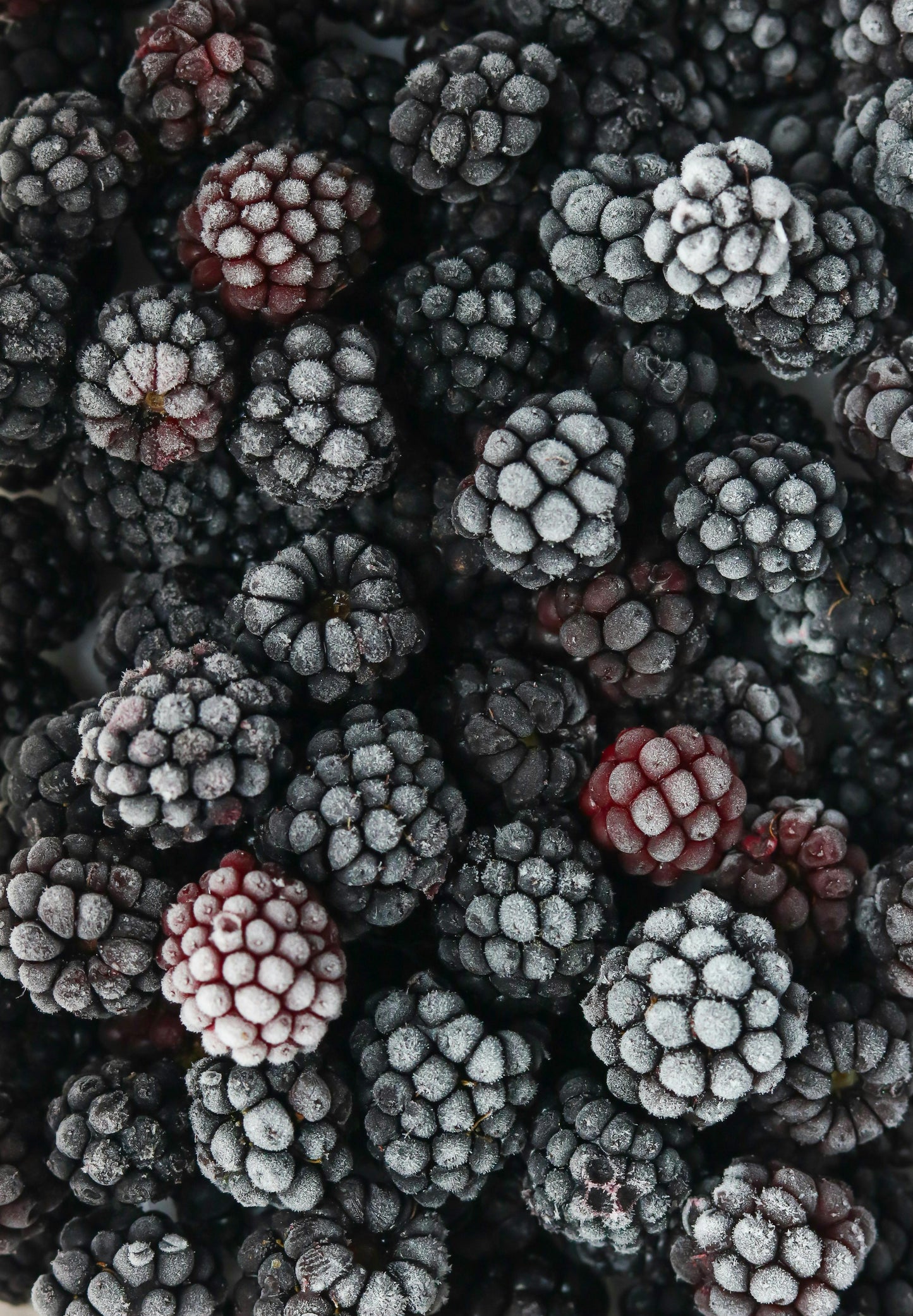 Blackberries 12 count / 6 oz