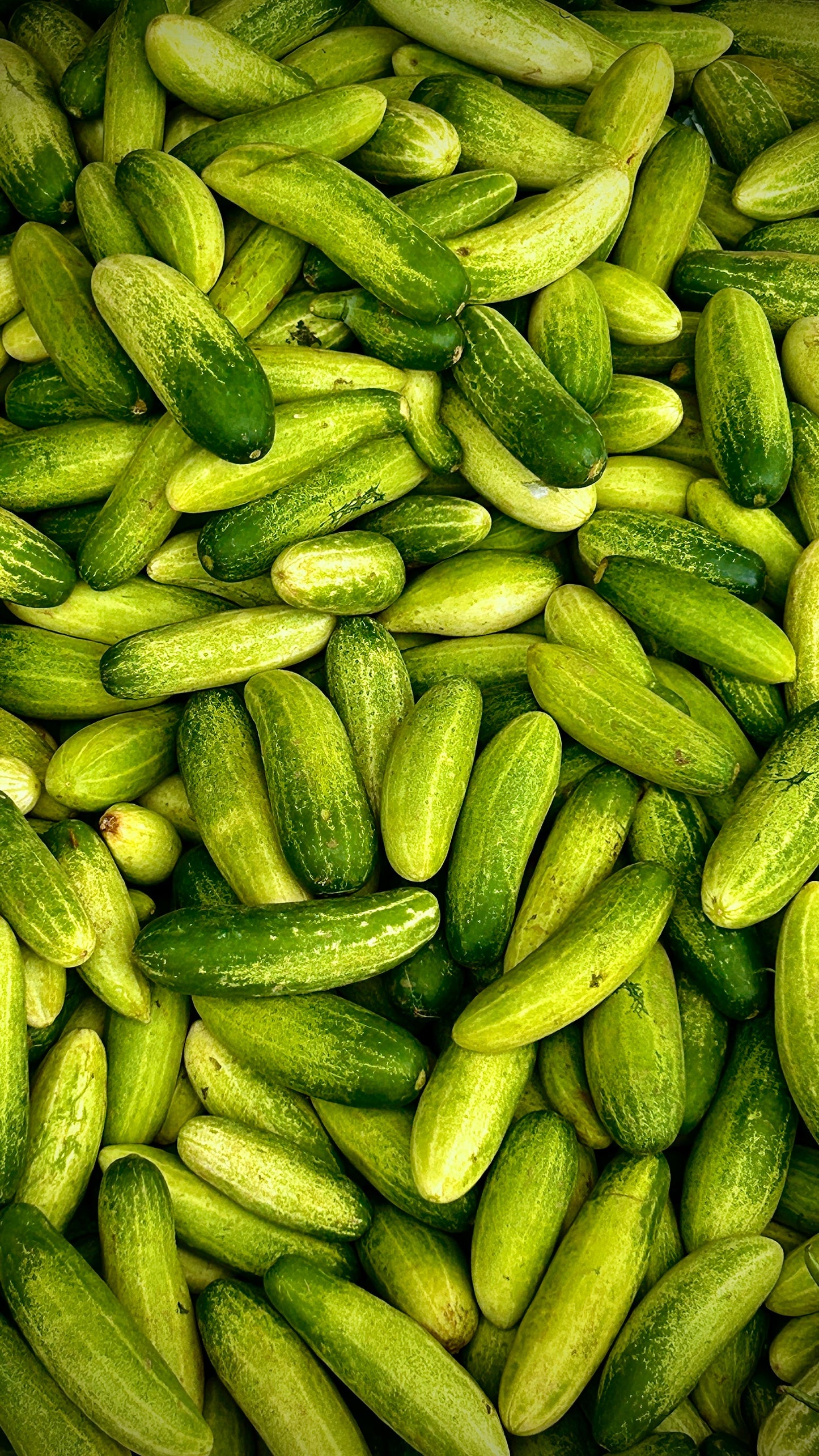 Cucumbers 20 lb case
