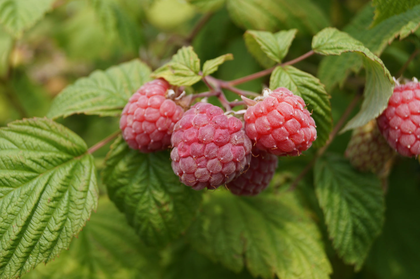 Raspberries Red