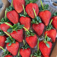 Long Stem Strawberries 4/1# Clamshells