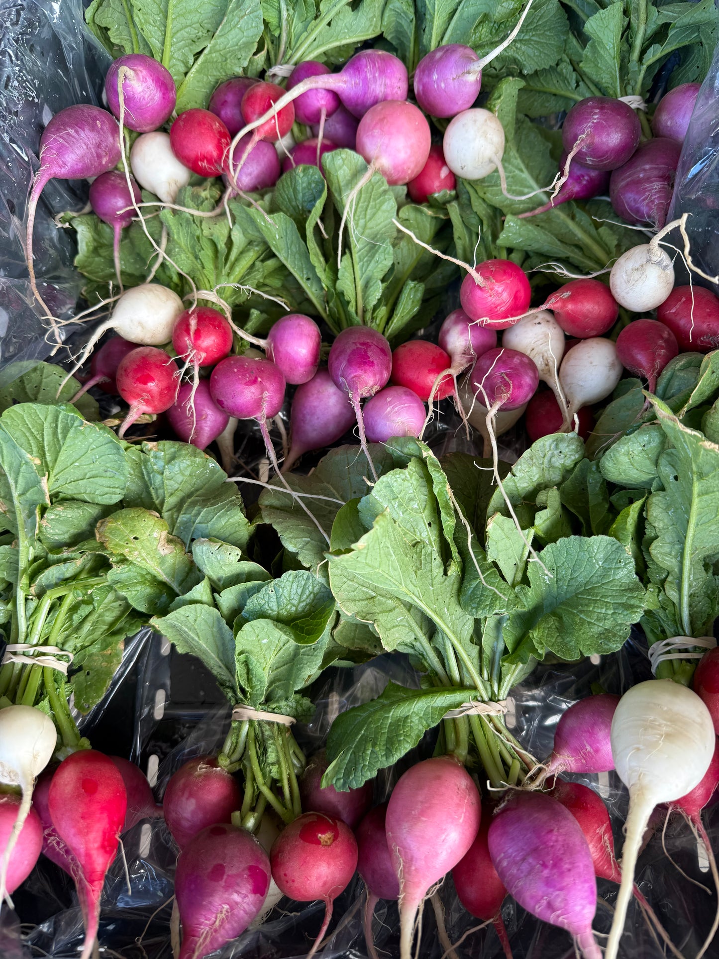 Radish Easter Egg 24 Count