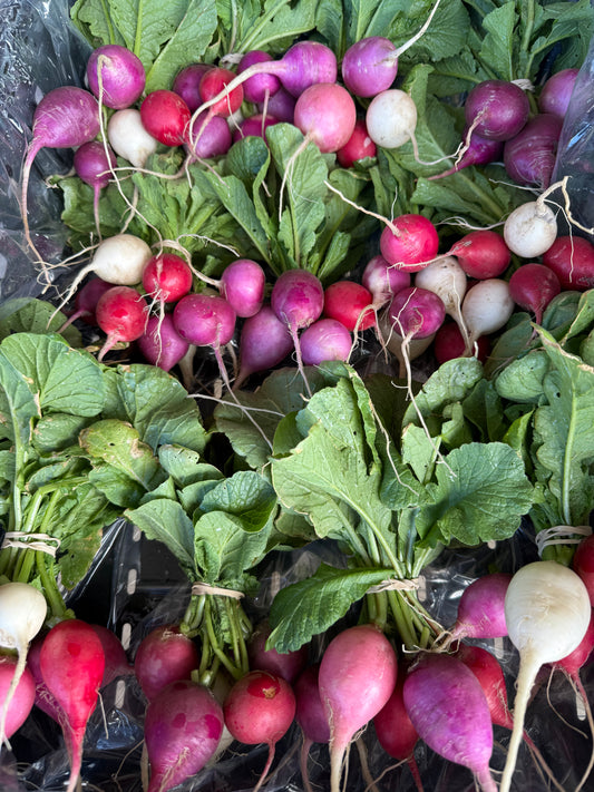 Radish Easter Egg 24 Count
