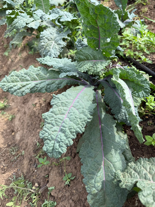 Kale Dazzling Blue 24 ct