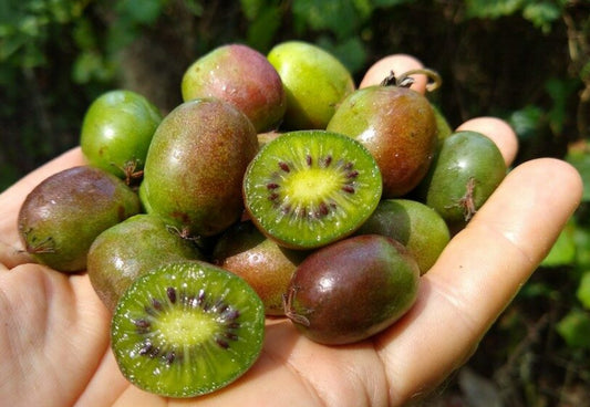 Kiwi Berry 12/4 oz