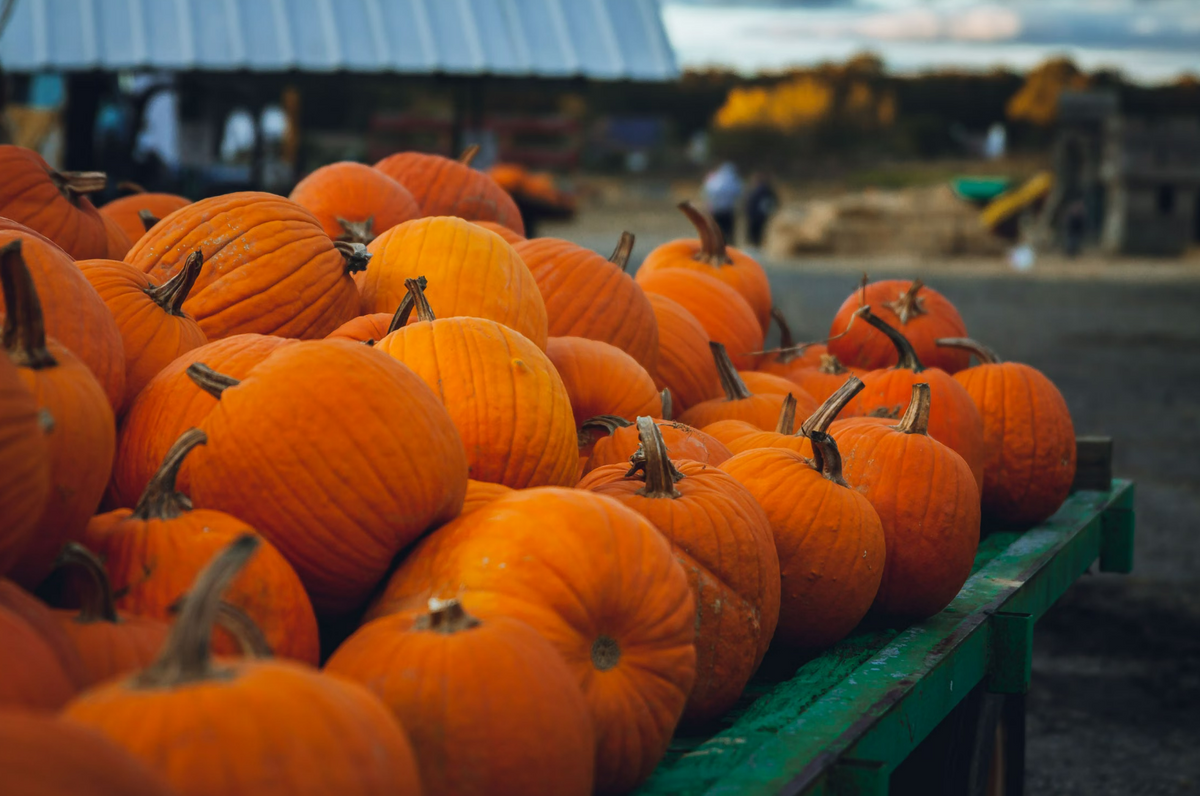 Pumpkin (Carving) 40-45 Count Bin