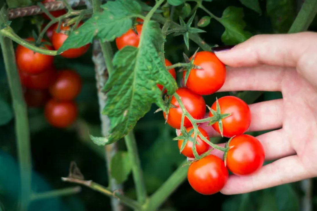 Cherry Tomatoes