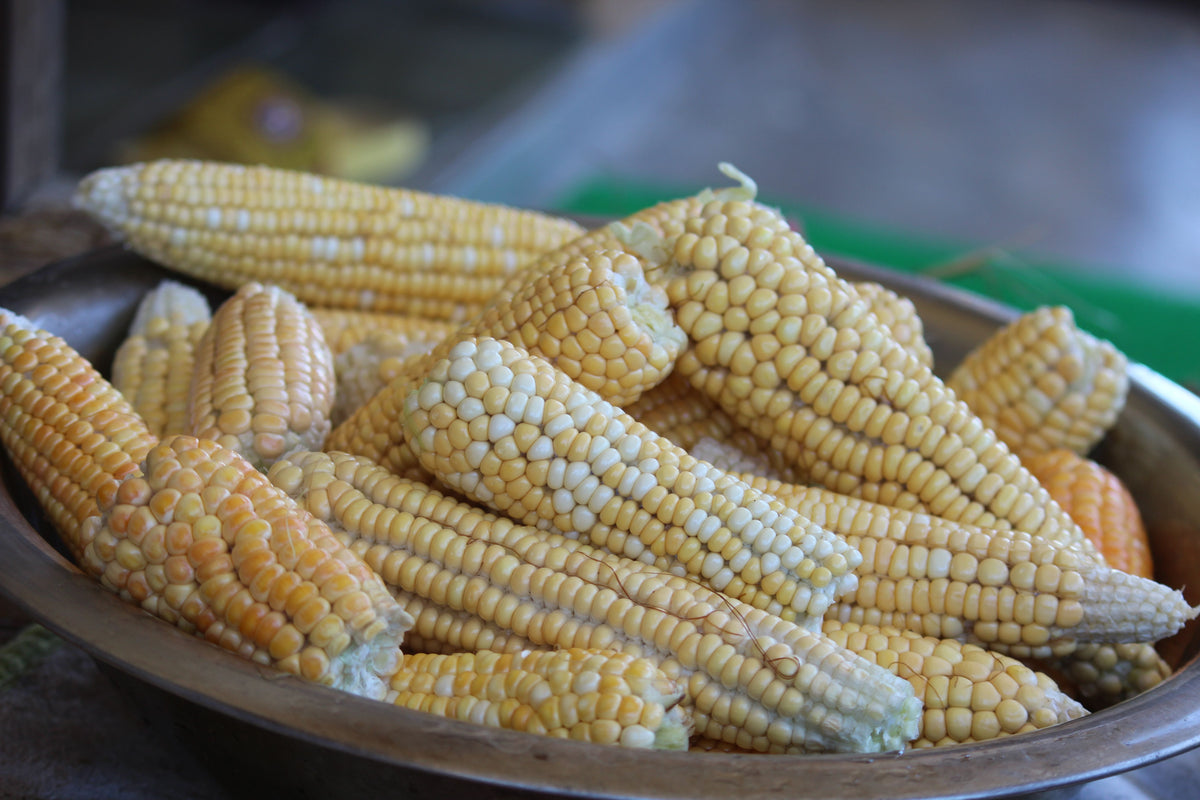 Bi-Color Sweet Corn 48 Count