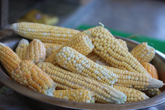Bi-Color Sweet Corn 48 Count