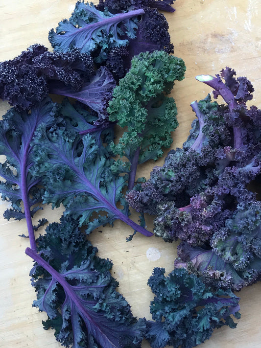 Kale Dazzling Blue 24 ct