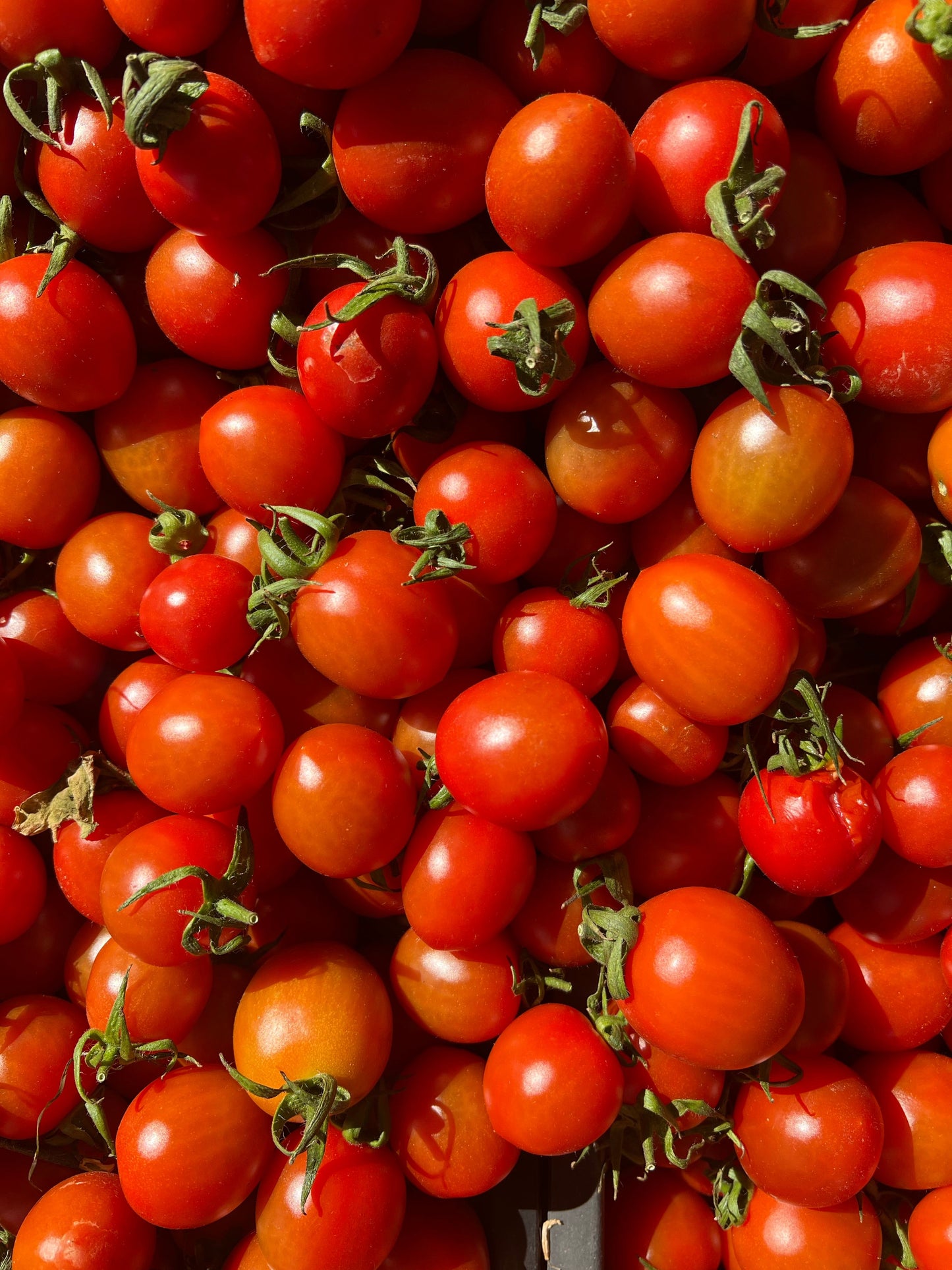 Tomato Cherry