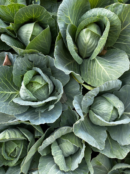 Green Cabbage