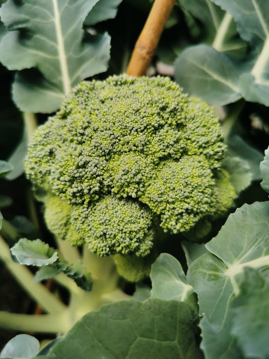 Broccoli