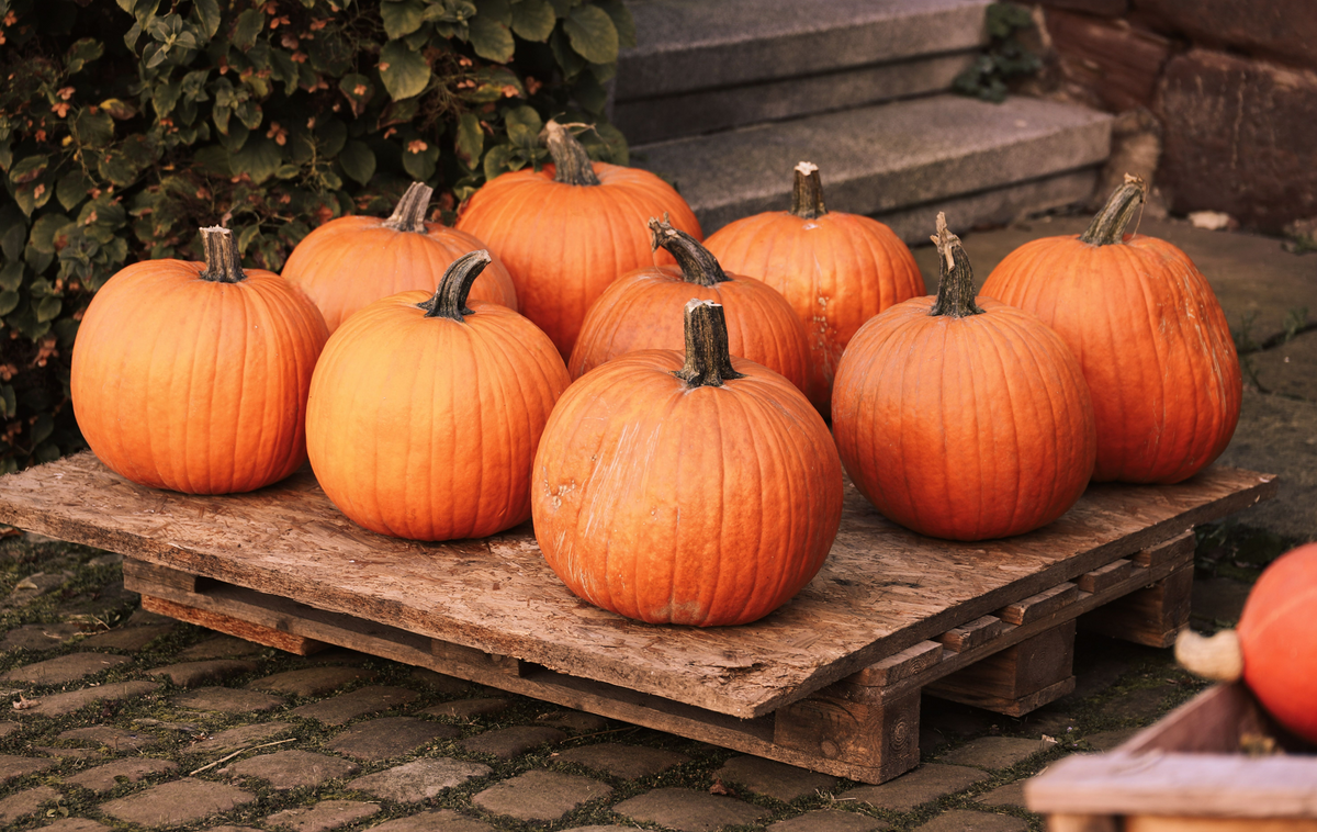 Pumpkin (Carving) 1 Count