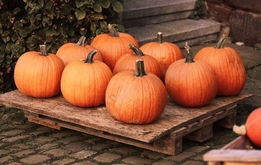 Pumpkin (Carving) 1 Count