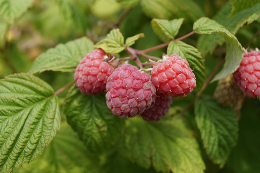 Raspberries Red
