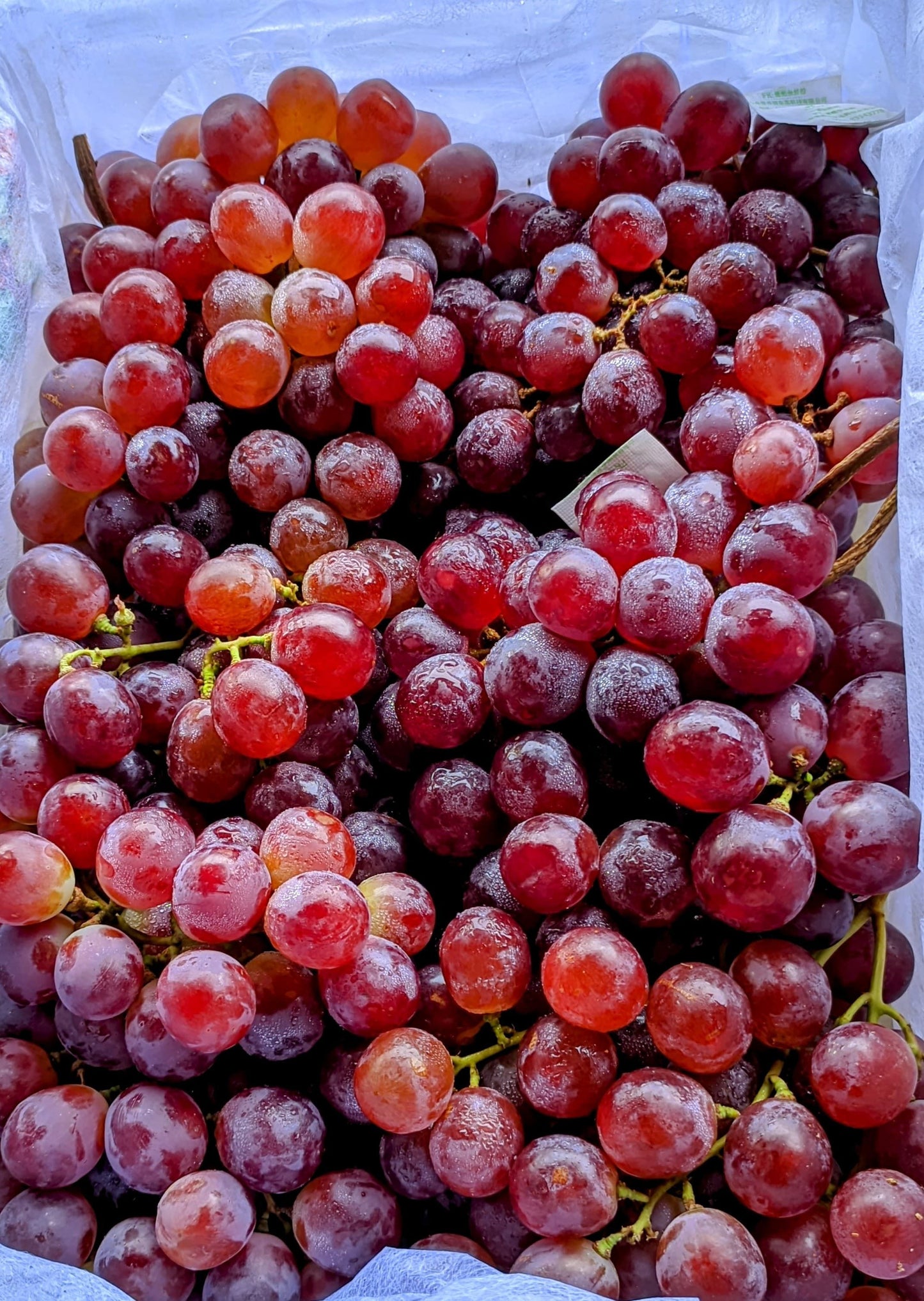 Grape Red