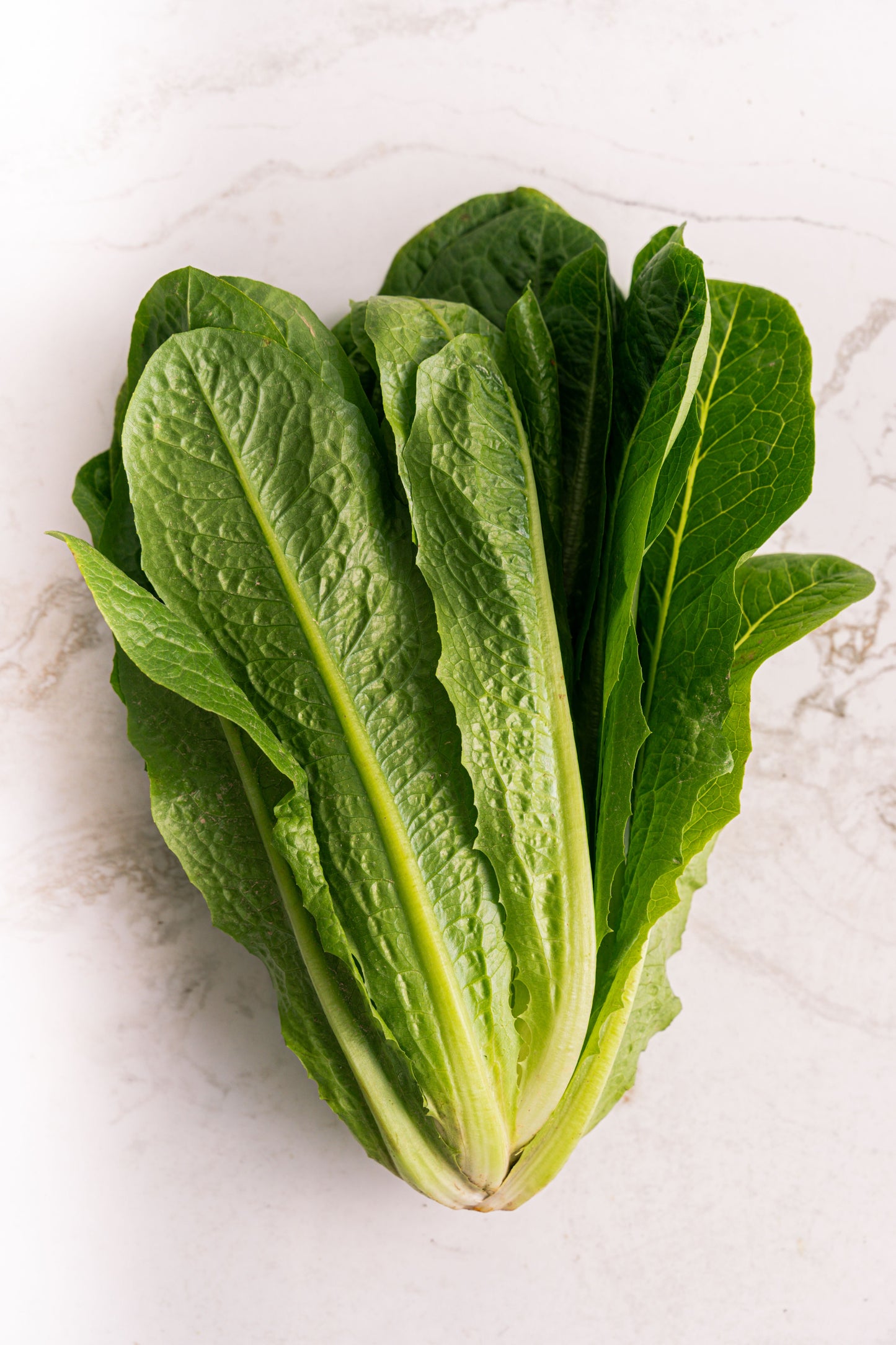 Butterhead Lettuce- Whole Head- Hydroponic 2 Count