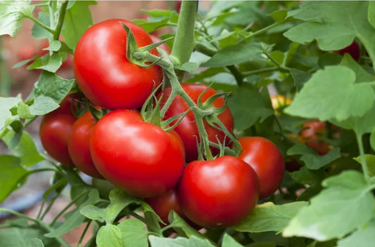 Large Round Tomatoes