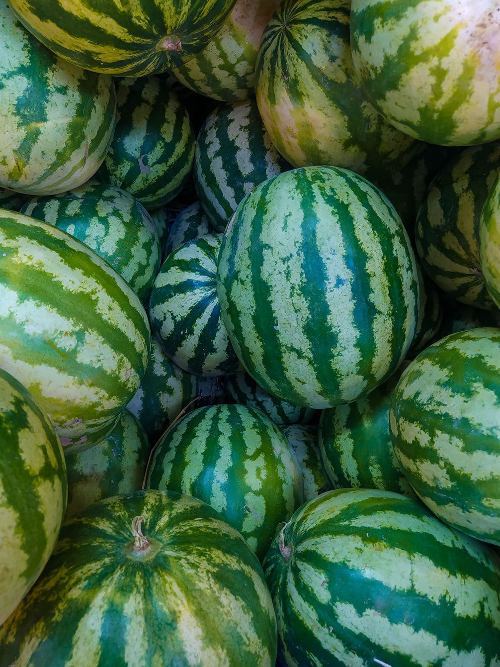 Watermelon 2 Count Size 60's
