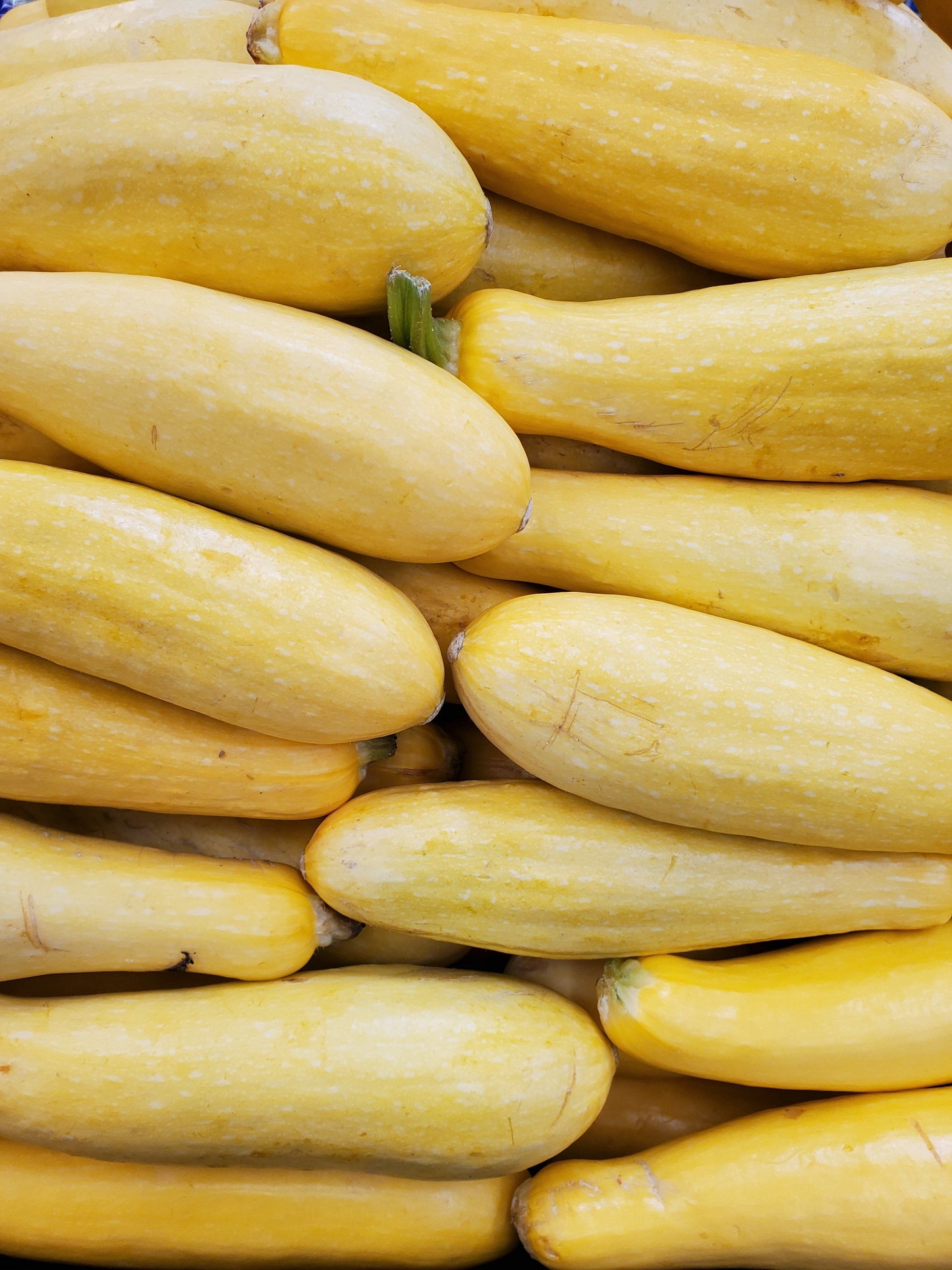 Squash Yellow coin   - Fresh Cut